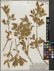 Foto von Salix pseudocordata Andersson